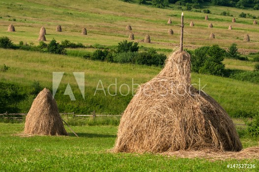 Picture of Field with haystacks Rural landscape hey rolls on the field at the mountain in Ukraine
